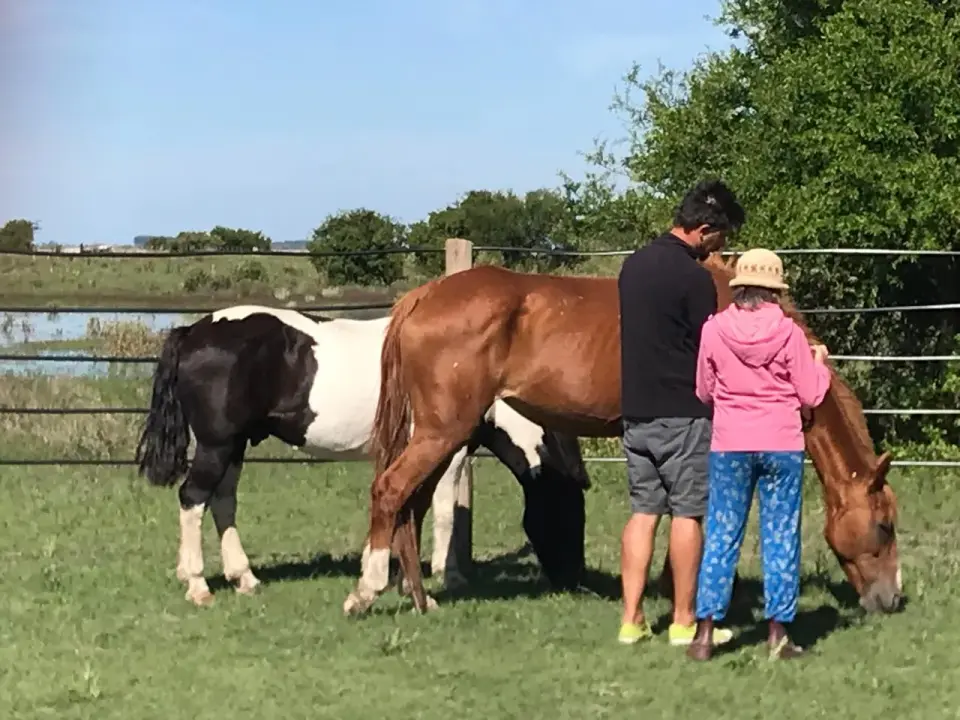 Capacitación "Horas Caballo" Terapias Asistidas con Caballos