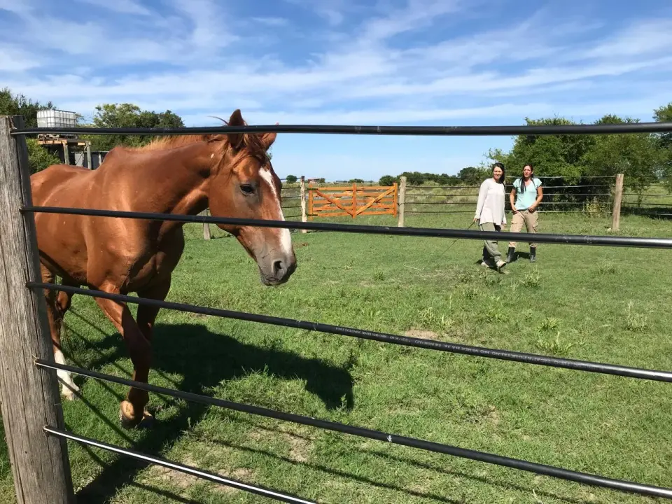 Capacitación "Horas Caballo" Terapias Asistidas con Caballos