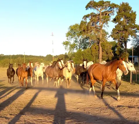 Cabalgata en Esencia Ecuestre