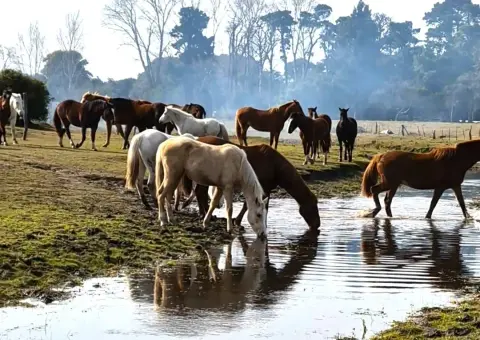 Cabalgata en Esencia Ecuestre