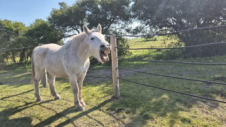 Curso Armonización Energética con Caballos