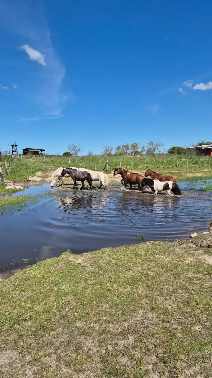 Capacitación "Horas Caballo" Terapias Asistidas con Caballos