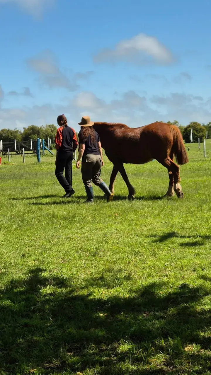 Capacitación "Horas Caballo" Terapias Asistidas con Caballos