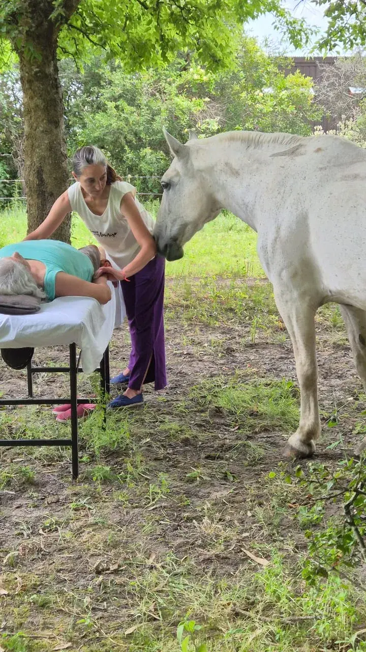 Curso Armonización Energética con Caballos