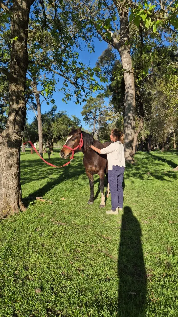 Capacitación "Horas Caballo" Terapias Asistidas con Caballos