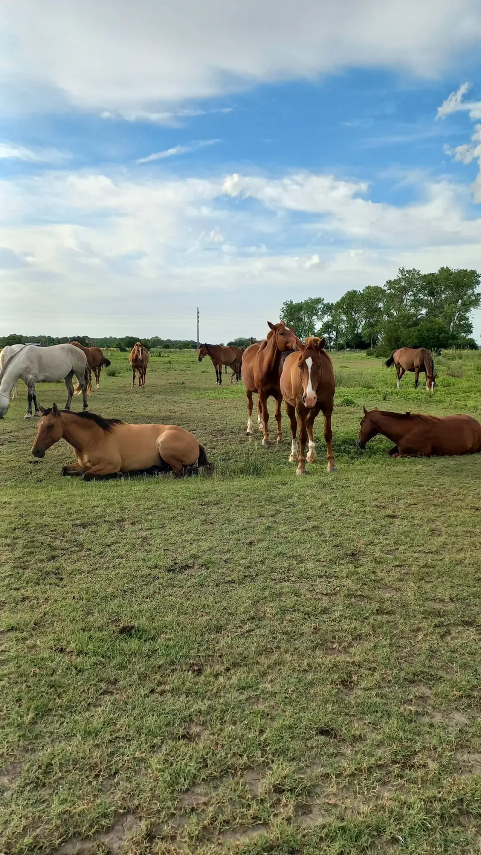 Capacitación "Horas Caballo" Terapias Asistidas con Caballos