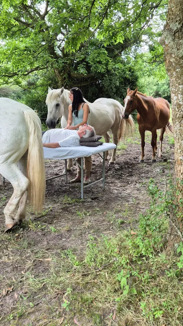 Curso Armonización Energética con Caballos