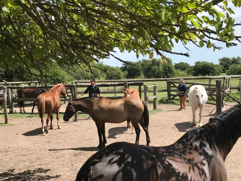 Capacitación "Horas Caballo" Terapias Asistidas con Caballos
