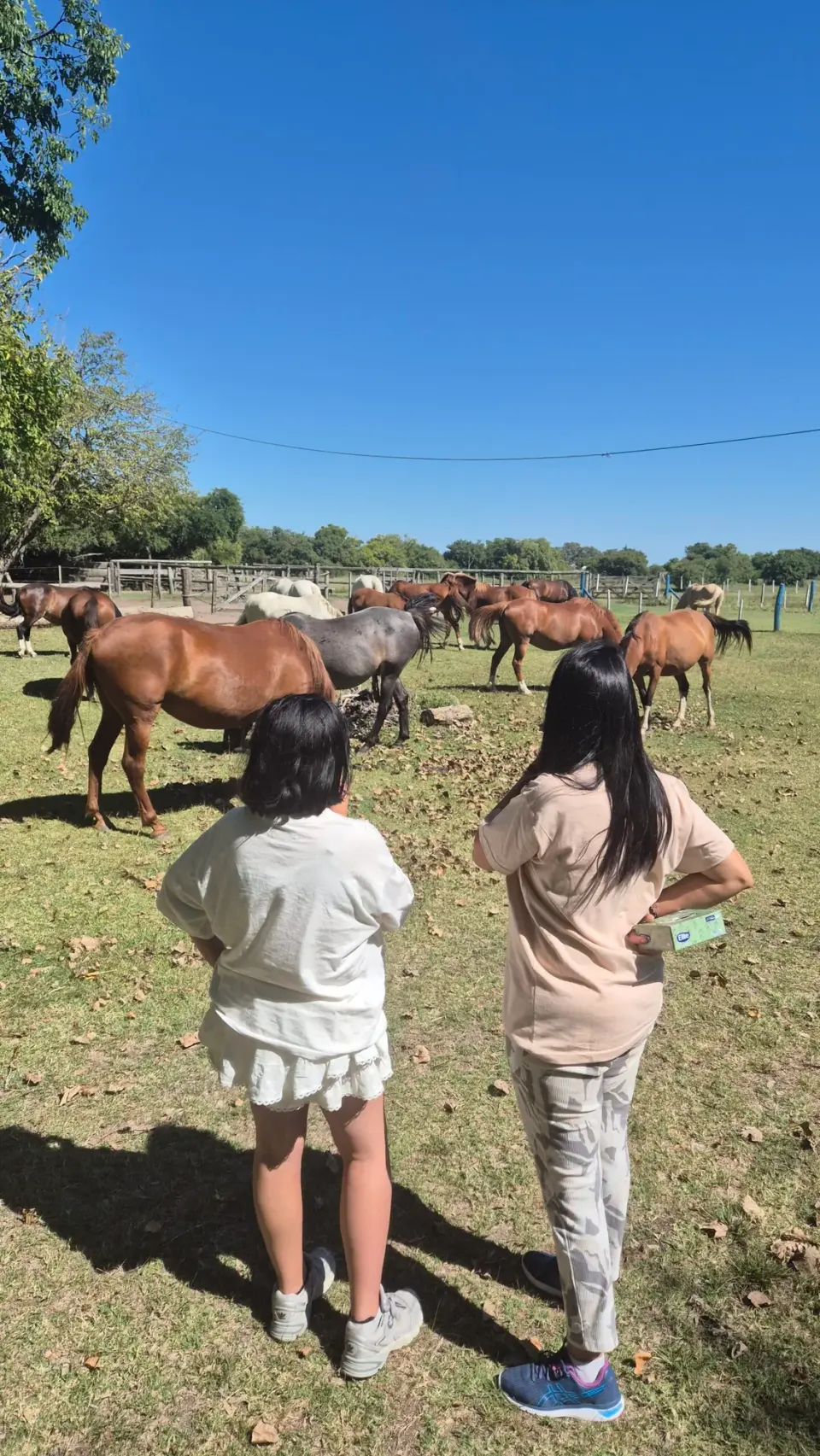 Constelaciones Asistidas por Caballos
