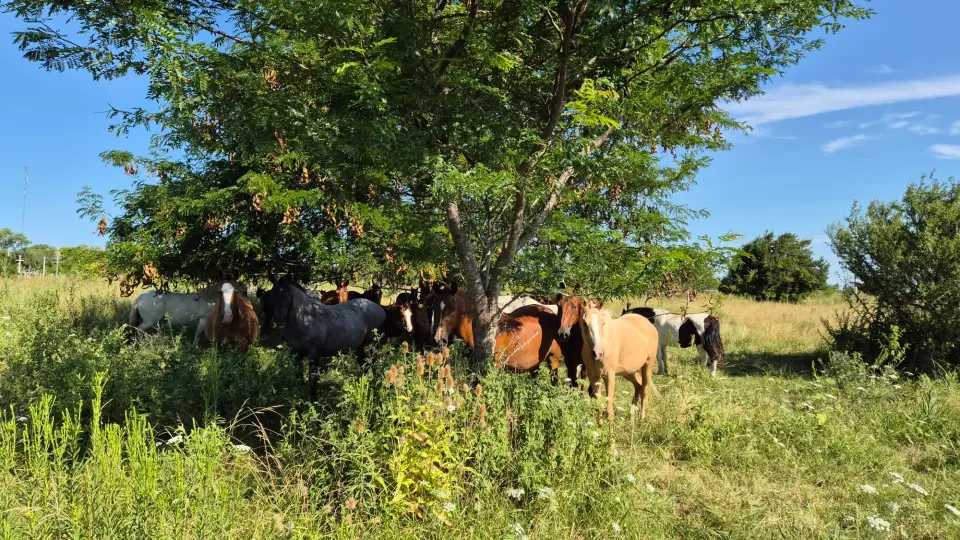 Constelaciones Asistidas por Caballos