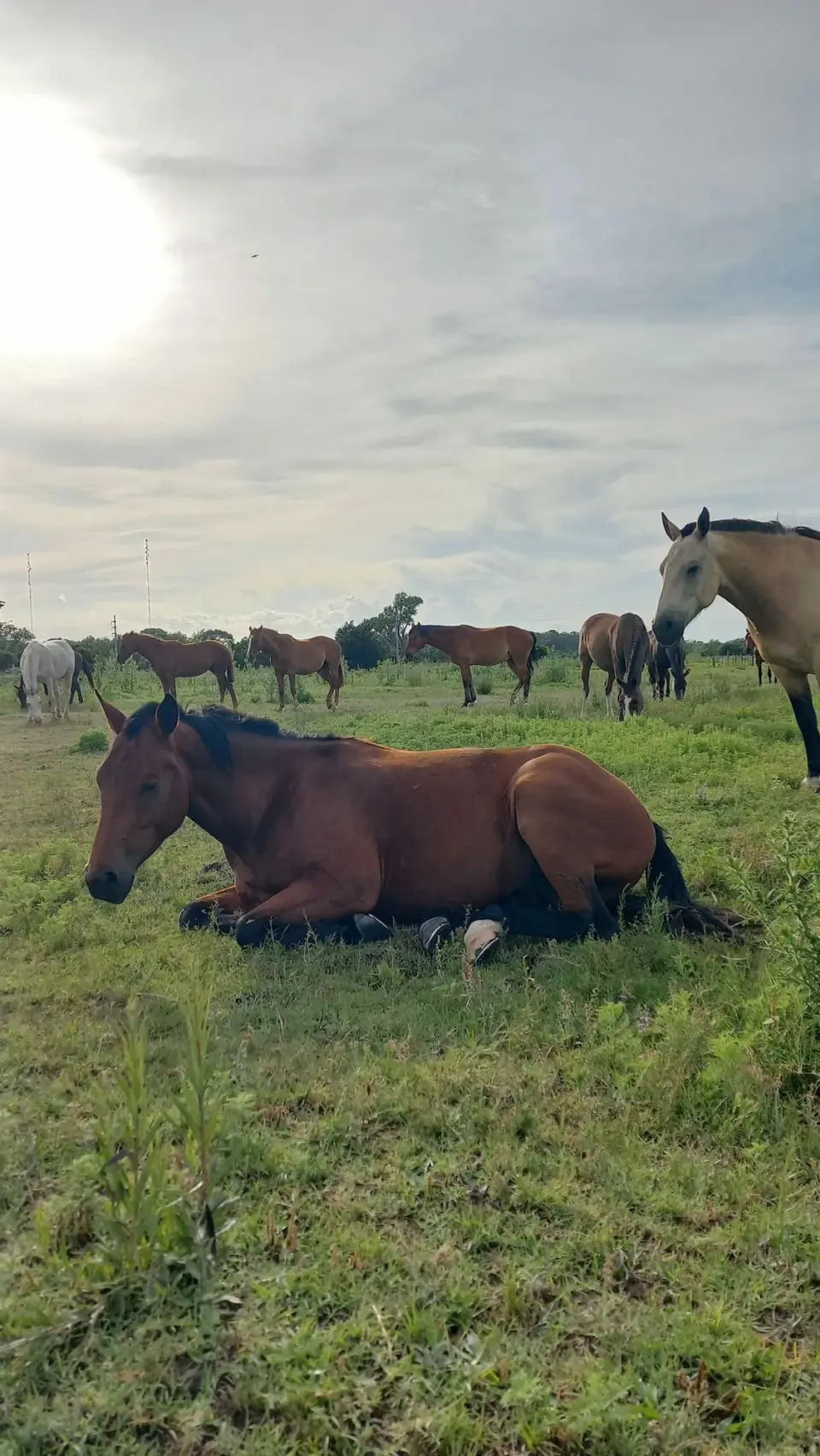 Constelaciones Asistidas por Caballos
