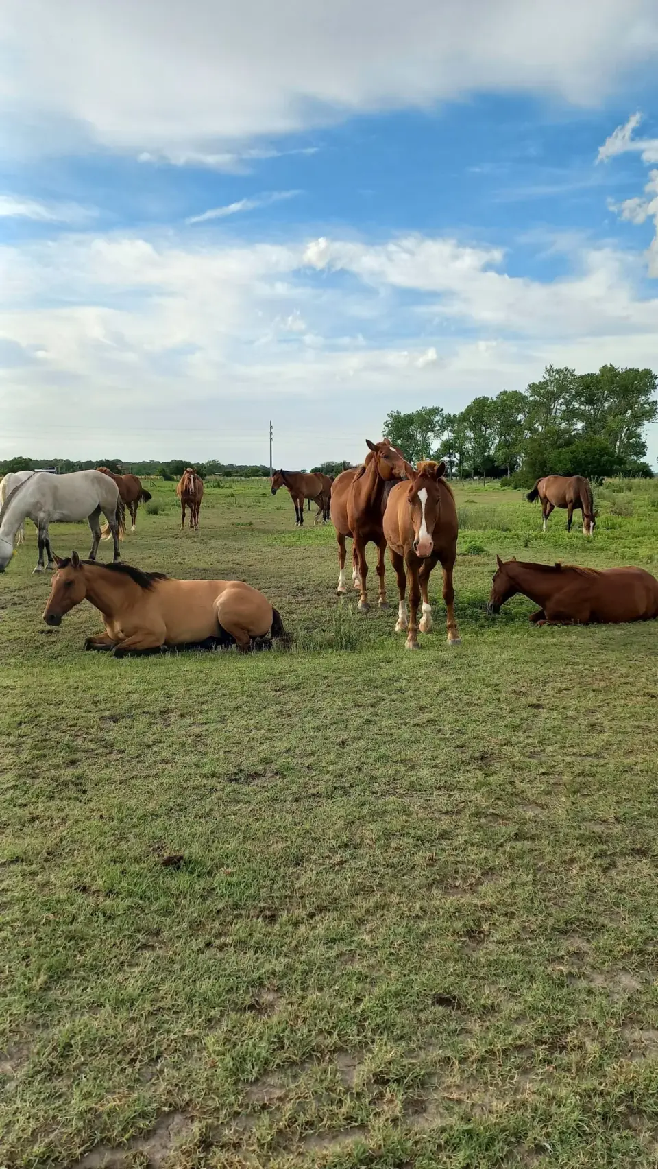 Constelaciones Asistidas por Caballos