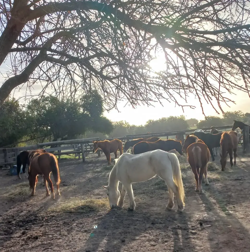 Experiencia Vínculo con los Caballos