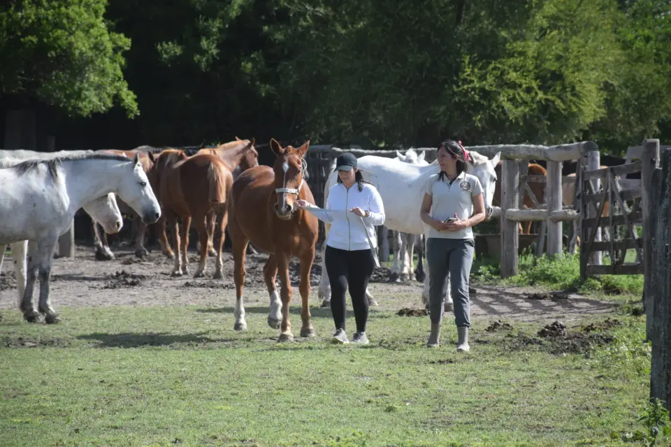 Experiencia Vínculo con los Caballos