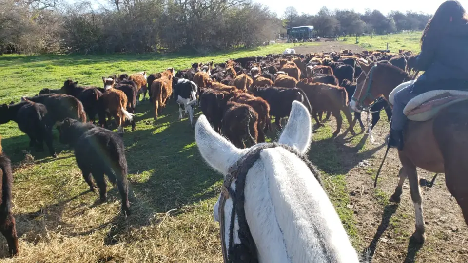 Cabalgata Travesía
